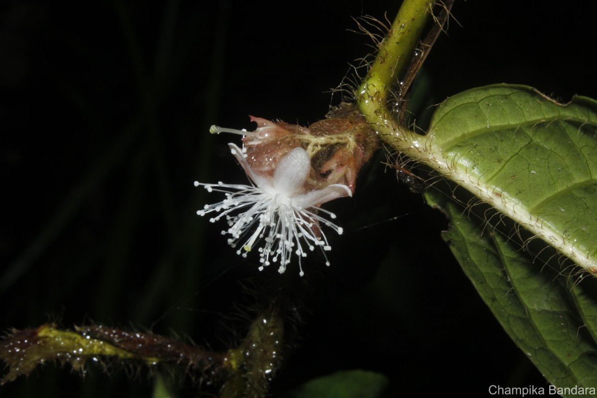 Symplocos pulchra subsp. hispidula (Thwaites) Noot.